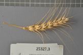 Click for 1 image(s) for this accession. Spike
